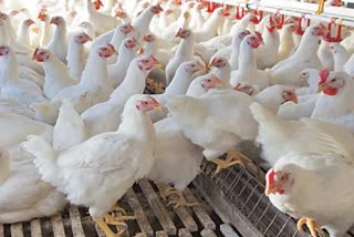 poultry death in Haryana