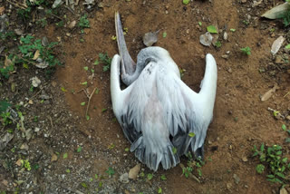 ಪೆಲಿಕಾನ್​ ಪಕ್ಷಿ