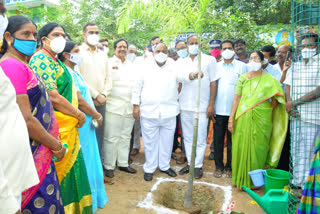 Sattupalli MLA asked to increase the greenery of plants in the villages through the Haritha haram scheme.