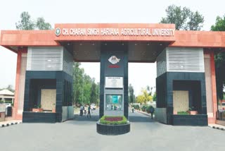 hisar university