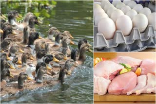 eggs and meat can be eaten said Department of Animal Welfare  Department of Animal Welfare  ആലപ്പുഴ പക്ഷിപ്പനി  alappuzha bird flu  പക്ഷിപ്പനി ആശങ്ക വേണ്ട  മുട്ടയും ഇറച്ചിയും കഴിക്കാമെന്ന് മൃഗസംരക്ഷണ വകുപ്പ്