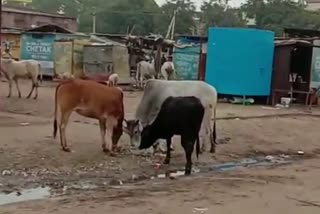 panipat vegetable market