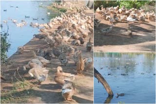 Pet birds will also be killed in alappuzha  alappuzha bird flu  Pet birds will also be killed  വളർത്തുപക്ഷികളെയും കൊന്നൊടുക്കും  പക്ഷിപ്പനി  ആലപ്പുഴ പക്ഷിപ്പനി