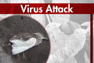 Rajasthan bird flu latest update,  rajasthan Birds killed in 21 districts,  72 crows died in Jaipur,  Bird flu havoc in Rajasthan,  बर्ड फ्लू पर वन विभाग पशुपालन विभाग सतर्क,  राजस्थान में एवियन इनफ्लुएंजा,  राजस्थान में बर्ड फ्लू,  बर्ड फ्लू लेटेस्ट अपडेट राजस्थान