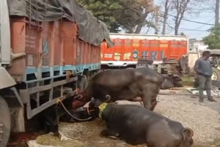 Police caught a buffalo-loaded truck in Shahabad