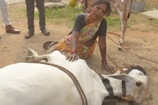 cow death