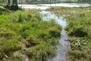 kannur pattuvam paddy cultivation news, നെല്‍കൃഷി വാര്‍ത്തകള്‍, നെല്‍കൃഷി വാര്‍ത്തകള്‍ കണ്ണൂര്‍, കണ്ണൂര്‍ വാര്‍ത്തകള്‍, കൃഷി വാര്‍ത്തകള്‍,  paddy cultivation news, paddy cultivation latest news, kannur news