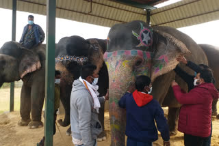 corona examination in elephants, जयपुर के हाथी गांव में कैंप