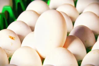 முட்டை விலை  நாமக்கல் முட்டை விலை  பறவைக்காய்ச்சல்  Echoes of bird flu egg prices plummeted in a single day  bird flu  egg price
