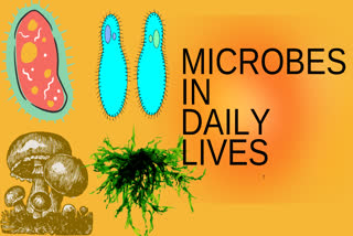 what do micro organisms do, microbiology