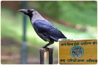 Alwar news, bird flu in Rajasthan