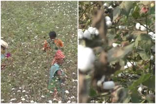 Cotton farmers face selling problem