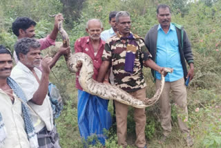 Recovery of python infested agricultural land