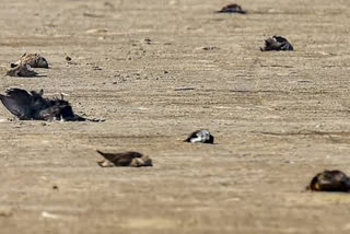 50 more crows found dead in Jodhpur