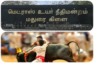 avaniyapuram jallikkattu issue in madurai hc bench, அவனியாபுரம் ஜல்லிக்கட்டு, avaniyapuram jallikkattu, latest court news, madurai court news, மதுரை நீதிமன்ற செய்திகள், நீதிமன்ற செய்திகள்