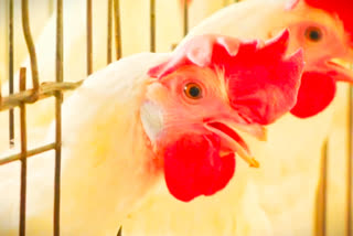 برڈ فُلو مرغ کھانے سے نہیں ہوتا: کشمیر ڈاکٹرز ایسوسی ایشن