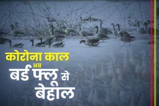 district-administration-alert-regarding-bird-flu-in-deoghar