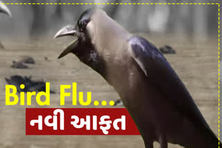 બારડોલી : મઢીમાં ચાર કાગડાના અચાનક મોતથી તંત્રમાં દોડધામ