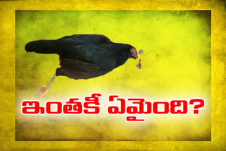 blood spattered chickens died at chittoor district