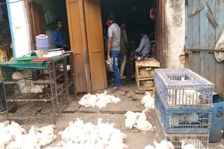 no-effect-of-bird-flu-on-chicken-business-so-far-in-raipur