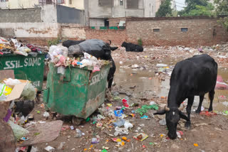 Litter pile in south delhi