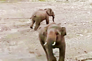 elephant on himachal uttarakhand border