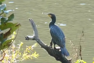 Nahan Bird Flu News, नाहन बर्ड फ्लू न्यूज