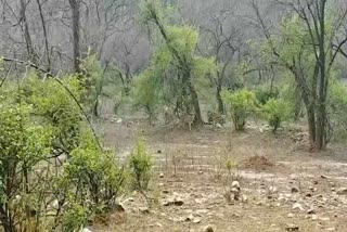 tourists increasing in sariska, tiger sighting in sariska