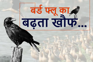 birds died due to bird flu in rajasthan