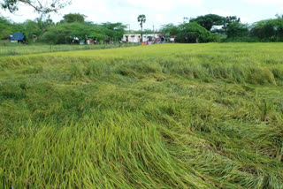 paddy damage