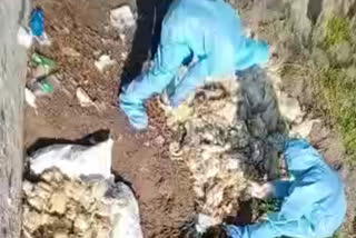 Dead hens found in parwanoo