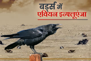 avian flu virus in jaipu