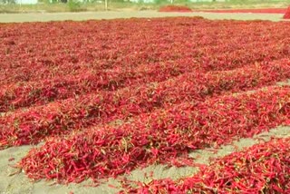 Red chilli prices at record high in ballary district