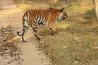 Tiger hunting live video