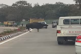 bison-came-out-of-the-forest-on-the-highway