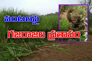 elephants damaging crops in vedurukuppam