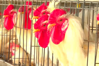 allow vaccination to save the poultry industry