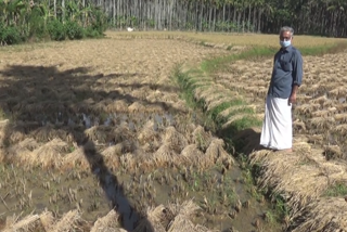 paddy  paddy in Pandikkad  paddy destroyed in rains  pandikkad  കാലം തെറ്റിയ മഴ  ഏക്കർ കണക്കിന് നെൽകൃഷി നശിച്ചു  നെൽകൃഷി നശിച്ചു  നെൽകൃഷി നാശം