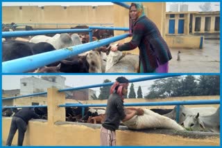 Distribution of food items in cowshed in Najafgarh of Delhi