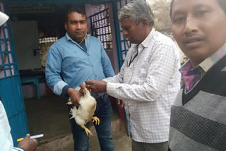 Advisory on bird flu continues in Bokaro