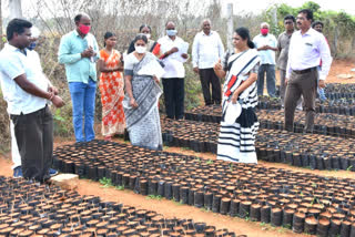 collector shaik yasmin basha checking nurseries in wanaparthy district , వనపర్తి కలెక్టర్ నర్సరీల సమీక్ష