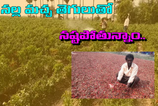 chilli farmers facing problems in krishna district