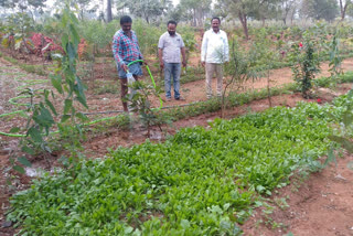 villagers got fresh vegetables through palle prakruthi vanam at thalla singaram in suryapet district