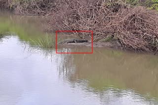 crocodile found in gadag latest updates