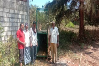 leopard-has-not-fallen-in-cage-past-ten-days