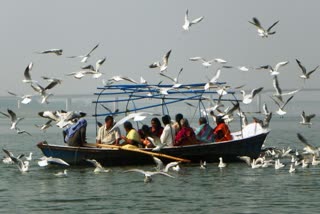 हजारों मील उड़ान भरकर संगम पहुंचे यह अनोखे कल्पवासी.