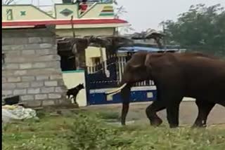 elephant-attack-on-village