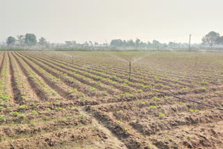 ફુવારા પદ્ધતિથી ખેતી