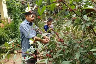 Malavalli farmer will crop the fence Plant agriculutre