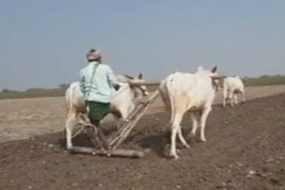 A farmer ploughing land with one leg